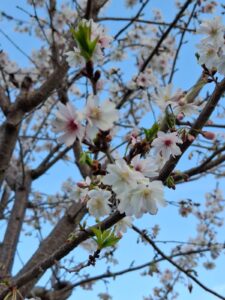 Fioriture nel Parco della LibertàIl risveglio della primavera osservato dagli alunni durante le attività all’aperto.