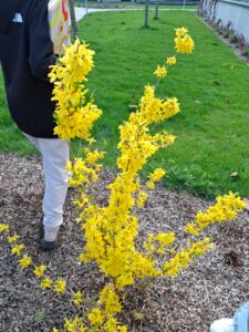 Fioriture nel Parco della LibertàIl risveglio della primavera osservato dagli alunni durante le attività all’aperto.
