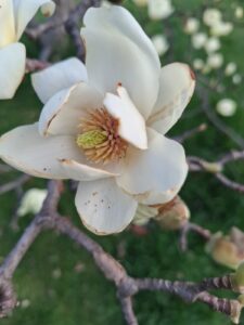 Fioriture nel Parco della LibertàIl risveglio della primavera osservato dagli alunni durante le attività all’aperto.